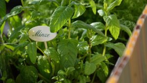 curso de manejo y cultivo de plantas medicinales y aromáticas en infotep, curso de agronomía en infotep, curso de produccion agropecuaria infotep