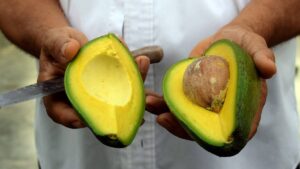 curso de manejo y producción de aguacate en infotep, curso de agronomía en infotep, curso de produccion agropecuaria infotep