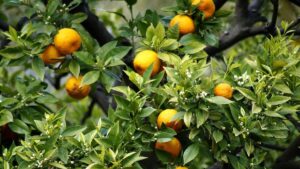 curso de producción de plantas frutales y ornamentales en infotep, curso de agronomía en infotep, curso de produccion agropecuaria infotep